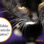 Ailurofobia O Fobia A Los Gatos: Significado, Causas, Síntomas Y Tratamiento.