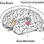 Área De Broca Y Wernicke: Diferencias Y Funciones.