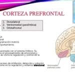 Corteza Prefrontal: Qué Es Y Qué Funciones Hace.