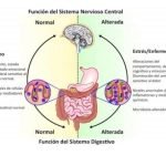 El Sistema Nervioso Entérico Y Su Fisiología.