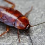 Fobia A Las Cucarachas: Síntomas, Causas Y Tratamiento.