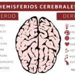Hemisferios Cerebrales Derecho E Izquierdo: Características, Funciones Y Diferencias.