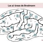 Las 47 áreas De Brodmann: Nombres Y Funciones.