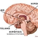 ¿Qué Es El Hipocampo Y Cuál Es Su Función? Características
