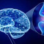 Sinapsis Neuronal: Qué Es, Tipos Y Cómo Funciona.