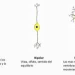 Tipos De Neuronas: Estructura Y Funciones.