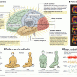 Beneficios De La Meditación Para El Cerebro. Conceptos