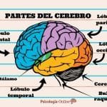 Partes Del Cerebro Y Sus Funciones.