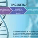 Qué Es La Epigenética En Psicología. Características