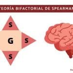 Qué Es La Teoría Bifactorial De Spearman Y Cómo Se Aplica.