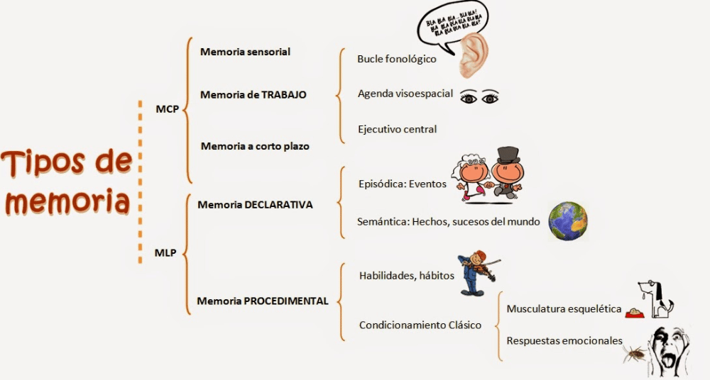 Tipos De Memoria Humana Conceptos Y Características 6572