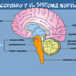 Anatomía Del Encéfalo: Aprende Sobre El Cerebro Humano Y Su Funcionamiento En Nuestro Sitio.