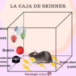 Aprendiendo De ¡las Ratas! Descubre Cómo La Psicología Ha Aprendido De Estos Animales En Sus Investigaciones