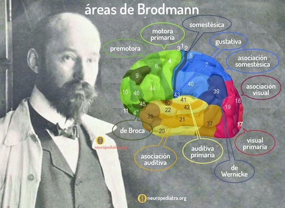 Áreas De Brodmann: El Mapa Cerebral Que Revela Nuestras Funciones