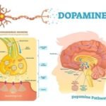Aumenta Tu Bienestar: Cómo Generar Más Dopamina De Manera Natural