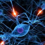 ¿Qué Es El Espacio Sináptico? Descubre Cómo Funciona La Comunicación Entre Las Neuronas