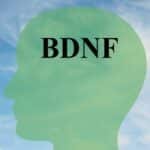 Cómo Aumentar El BDNF, Proteína Clave Para Las Células Cerebrales Sanas