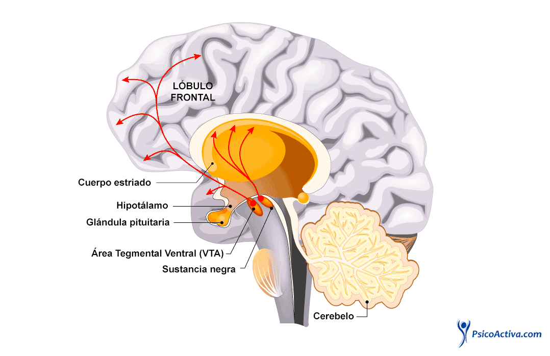 Dopaminas La Neuroquímica Detrás Del Placer Y La Motivación Psicologistica 0659