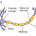 ¿Sabes Con Qué Tipos De Neuronas Contamos, Sus Características Y Sus Funciones?